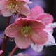 Illustration for article titled 21 Stupendous Photos of Spring